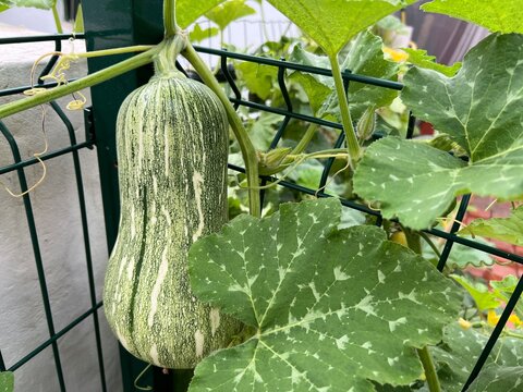 Photo of a green squash growing on a vine in an urban garden. Close-up of an unripe light green squash with dark stripes hanging from a vine climbing a green metal wire fence.