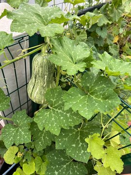 Photo of a green squash growing on a vine in an urban garden. Close-up of an unripe light green squash with dark stripes hanging from a vine climbing a green metal wire fence.