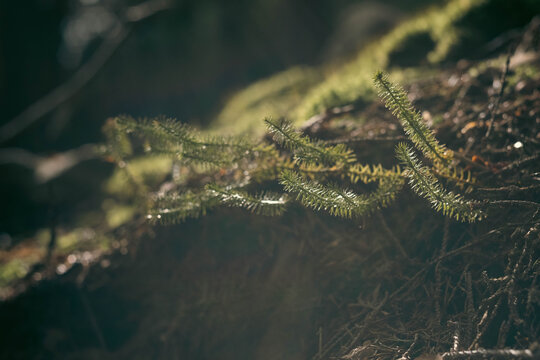 Green club moss growing on forest floor in soft morning sunlight