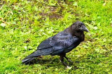 Fototapeta premium Black crow standing on bright green grass and looking sideways with its glossy dark feathers catching the light