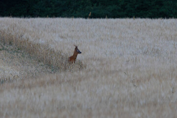 Male Roe deer in a wheat field, County Durham, England, UK. © Colin Ward