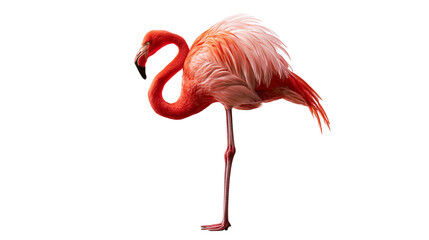 Vibrant pink flamingo standing on one leg with detailed feathers © Eustace