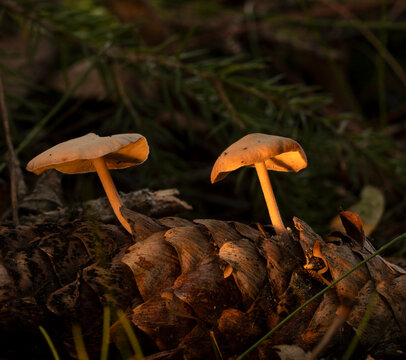 mushroom in the forest