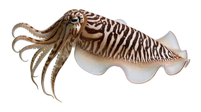 Common cuttlefish with brown striped skin and tentacles swimming