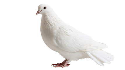 Obraz premium Elegant white dove standing with soft feathers and detailed beak