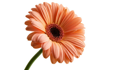 Peach colored gerbera daisy flower with green stem and dark center © Gisela