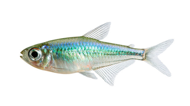 Small iridescent silver tetra fish with translucent fins and scales