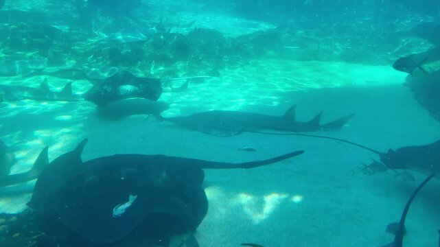 Underwater video footage of stingrays and sharks swimming by