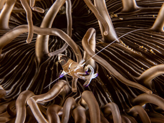 Clown Anemone Shrimp (Periclimenes brevicarpalis) © Tomek