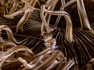 Clown Anemone Shrimp (Periclimenes brevicarpalis) © Tomek