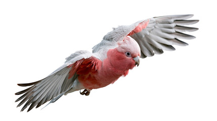 Galah cockatoo with pink and grey feathers flying with wings spread wide © Thaddeus