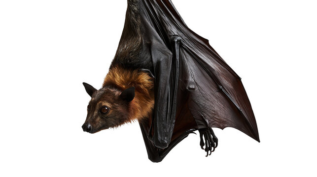 Large flying fox bat with brown fur and black leathery wings hanging upside down