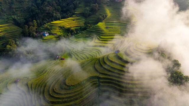 Aerial view of lush green and golden terraced rice fields winding across the mountain hillsides with traditional stilt houses nestled in the landscape of Ban Phung village, Hoang Su Phi, Vietnam