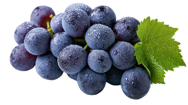 Fresh dark purple grapes cluster with water droplets and a green vine leaf