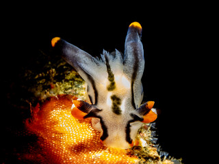 Neon Sea Snail (Thecacera picta) © Tomek