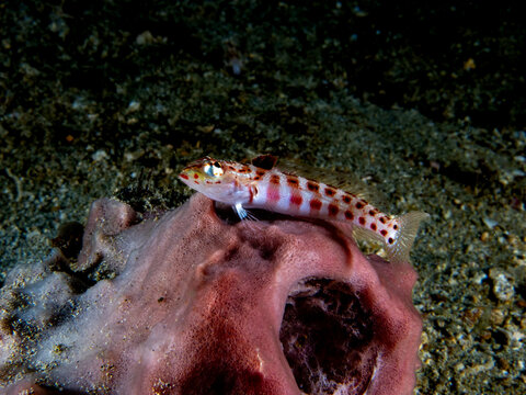 Redspotted Sandperch (Parapercis schauinslandi)