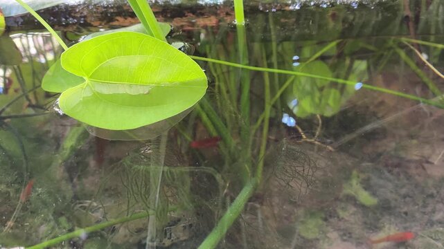 Small colorful ornamental fish swimming and foraging for food in a clear aquatic plant pond in Vietnam.