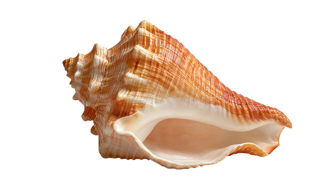 Large orange and white spiral conch seashell with textured ridges