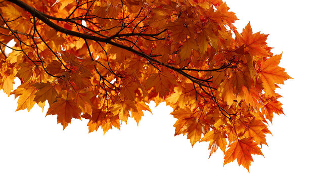 Vibrant orange and red maple tree branch with autumn foliage