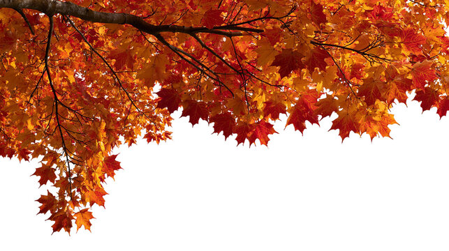 Vibrant orange and red maple tree branches with autumn foliage