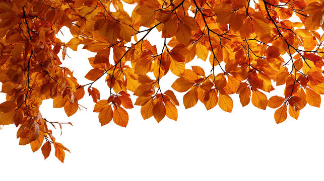Vibrant orange and yellow autumn beech tree leaves on thin dark branches