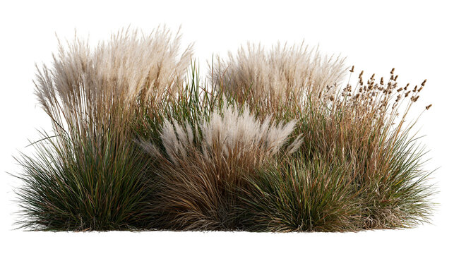 Clump of ornamental pampas grass with feathery white plumes and green foliage