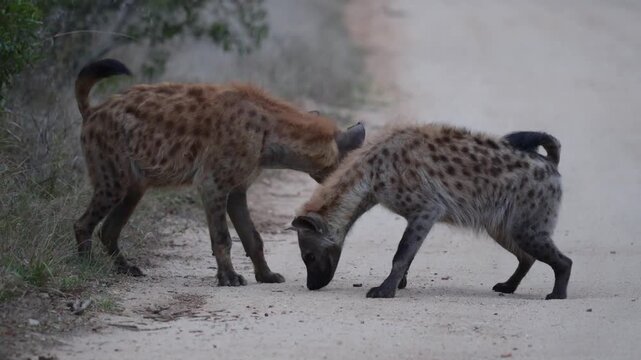 Two spotted hyenas smelling something on the road, with their tails up