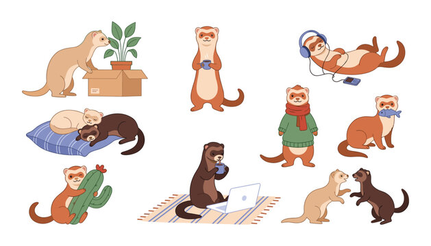 Cute cartoon ferrets vector characters set doing different activities sleeping listening music and working on laptop isolated on white background