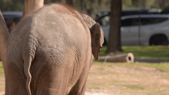 Rear View of Asian Elephant Walking Slowly Outdoors in Daylight
