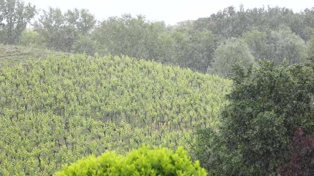 Heavy Rain Falling on Lush Green Vineyard Landscape