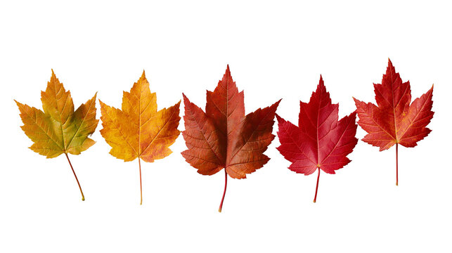 Five colorful maple leaves in a row showing autumn color transition