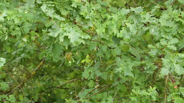 Lush Green Oak Tree Leaves Swaying Gently in the Wind