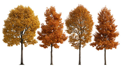 Four deciduous trees with vibrant orange and yellow autumn foliage © Sylas