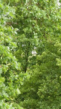 Lush Green Tree Canopy Gently Swaying in the Forest Breeze