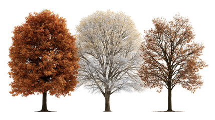 Three deciduous trees in autumn and winter seasonal foliage and bare branches © Sylas