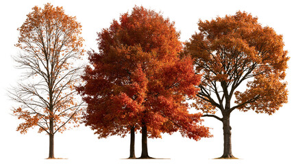 Three deciduous trees with vibrant orange and red autumn foliage © Sylas
