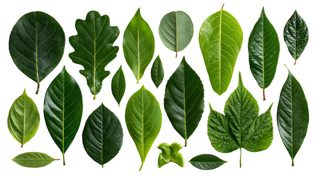 Collection of various green tree leaves with diverse shapes and textures