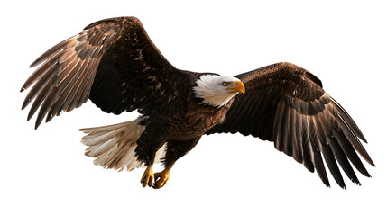 Obraz premium Majestic bald eagle soaring with wings spread wide in flight