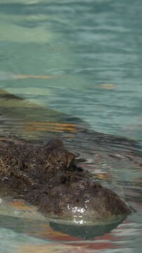 Saltwater Crocodile Slowly Swimming and Lurking Submerged in Clear Water