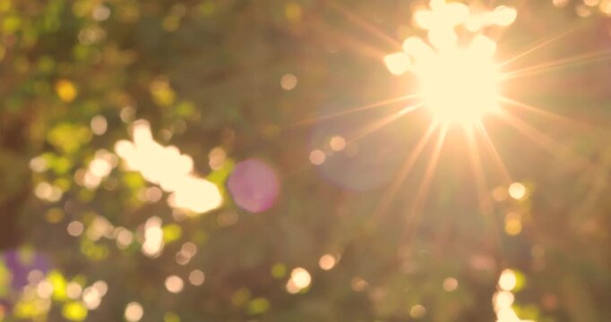 Golden sunlight shining through trees and leaves with warm lens flare and soft bokeh, creating a dreamy nature background that evokes happiness, hope, optimism and a beautiful sunny atmosphere