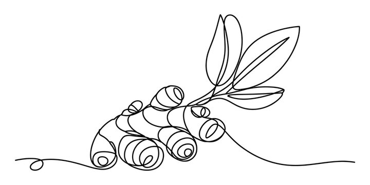 Continuous one line drawing of a ginger root with green leaves isolated on transparent background