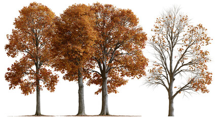 Four deciduous trees with orange and brown autumn foliage and bare branches © Rowan