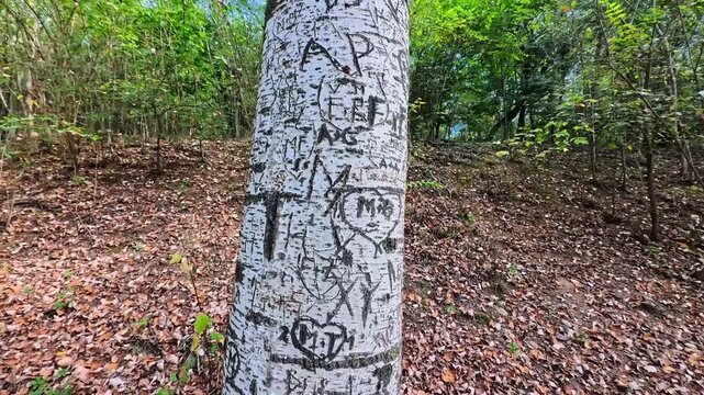 Approaching Birch Tree Trunk Displaying Carved Engravings and Unique White Bark Texture in Forest Park, Varese, Italy - POV ViDEO - NO AUDIO