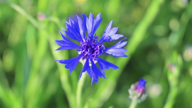Cornflower (Centaurea cyanus), wildflowers