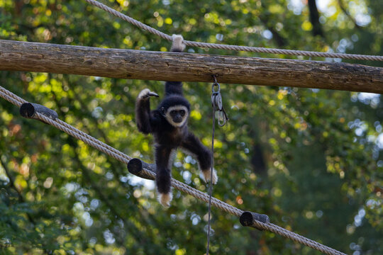 A baby lar gibbon 