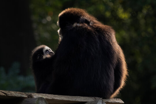 A mother lar gibbon with her infant