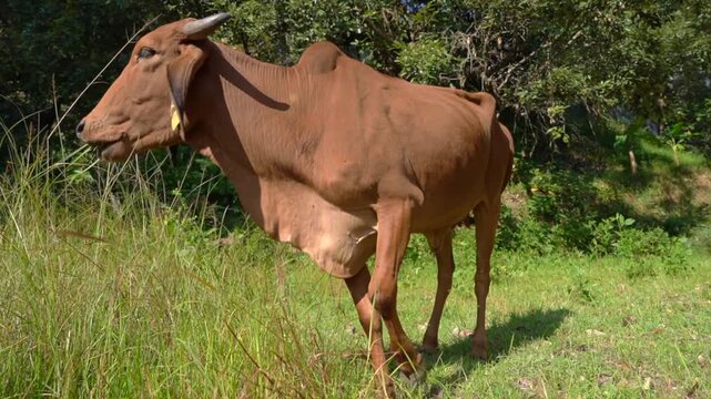 Brown Indian Cow Grazing in Sunlit Green Meadow, Rural Livestock Scene