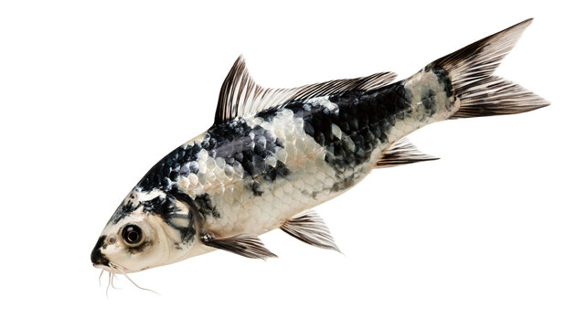 Black and white patterned koi carp fish with metallic scales