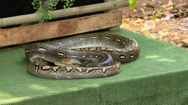 snake in the grass