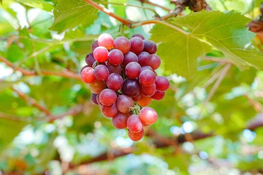 Ripe red grape cluster on grapevine
